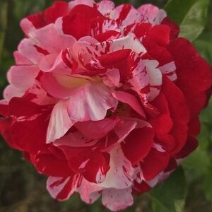 Meet your Posher, Amit